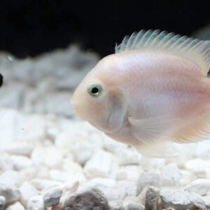 Platinum Parrot Mini Cichlid