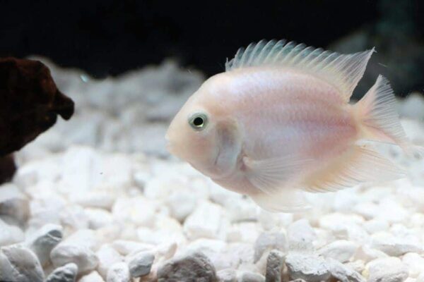 Platinum Parrot Mini Cichlid - Image 1