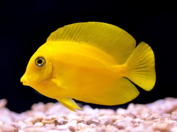 Lemon Tang - Image 1
