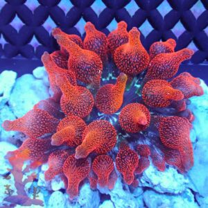 Black Widow Anemone