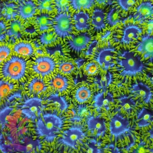 "We Pick" Zoanthid Frag - Image 1