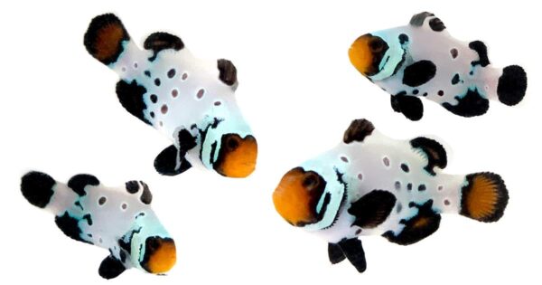 Absolute Zero - Clownfish Pair - Image 1