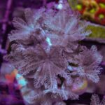 Pulsing Xenia - Image 2