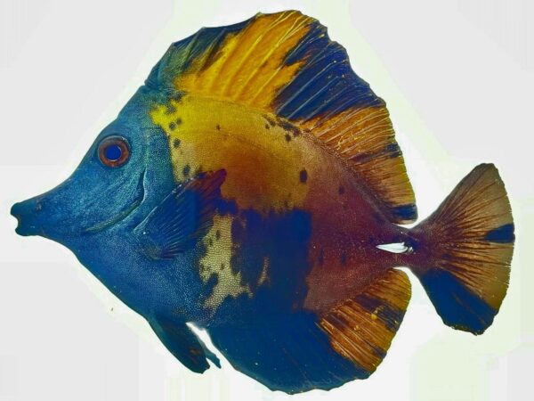 Blue Face Koi Tang - Image 1