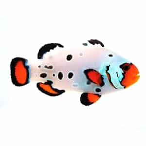 1749.jpg Frostbite Frozen - Clownfish Pair - Image 1