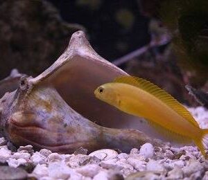 Canary Blenny: Yellow - Fiji