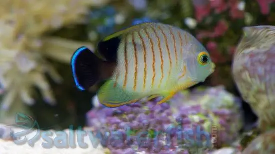 189_eibli-angelfish-_1.jpg Eibli Angelfish - Image 1