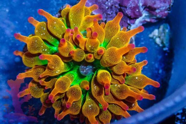 190025.jpg Ultra Starburst Bubble Tip Anemone - Image 1