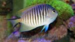 Japanese Swallowtail Angelfish: Female - Image 2