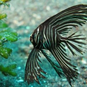 Zebra Batfish - Tank Raised