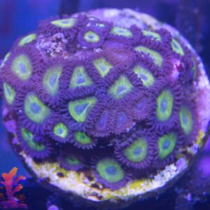 Coral Frag - (Duplicate Imported from WooCommerce)