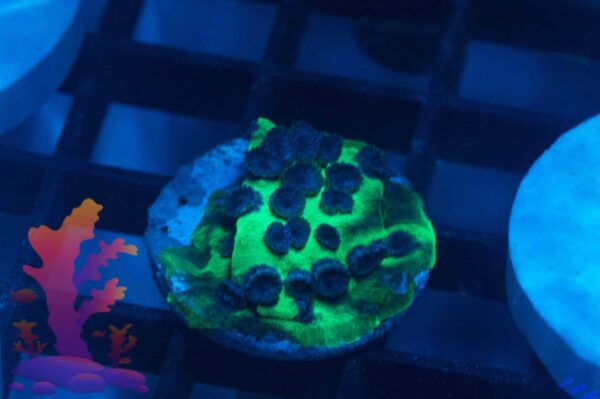 Jason Fox Purple People Eater (PPE) Cyphastrea - Image 4