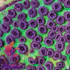 Jason Fox Purple People Eater (PPE) Cyphastrea