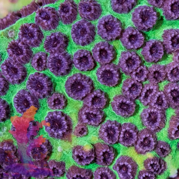 Jason Fox Purple People Eater (PPE) Cyphastrea - Image 1