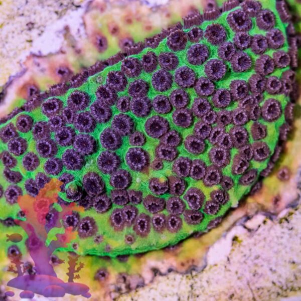 Jason Fox Purple People Eater (PPE) Cyphastrea - Image 2