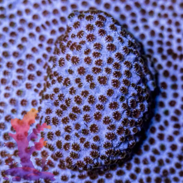 20180808-img_9165.jpg Blue Haze Cyphastrea - Image 1