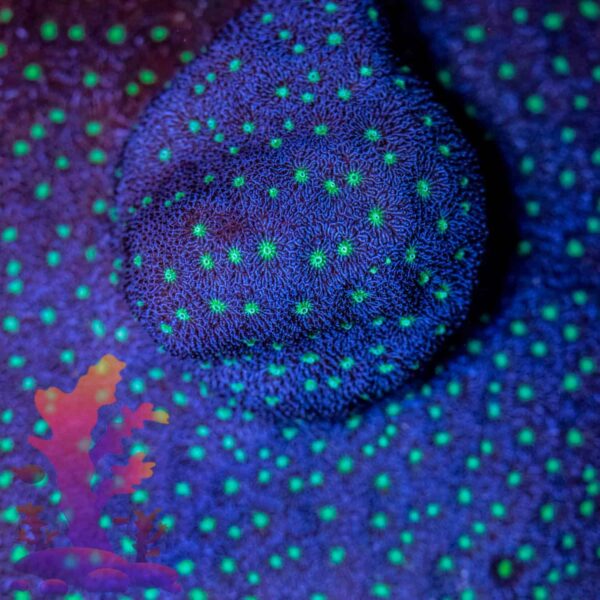 Reeffarmers Super Nova Psammocora - Image 1