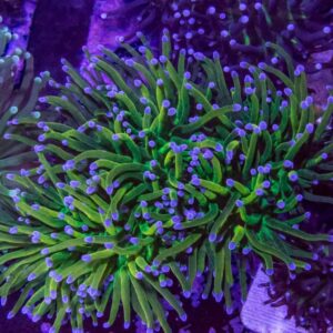 TRUE Indo Holy Grail Torch Coral - per head