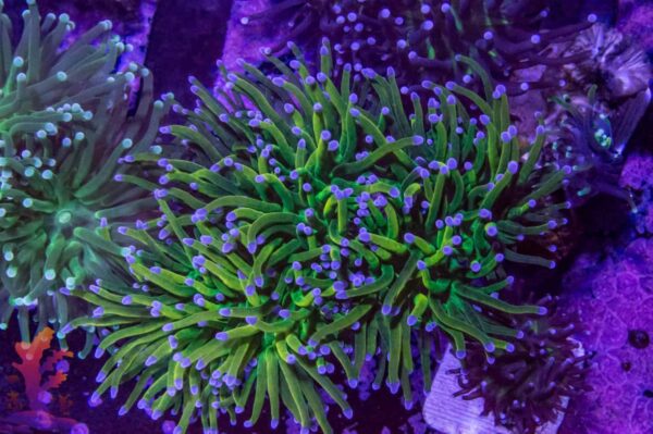 TRUE Indo Holy Grail Torch Coral - per head - Image 1