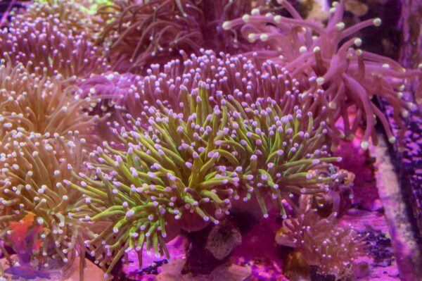 TRUE Indo Holy Grail Torch Coral - per head - Image 4