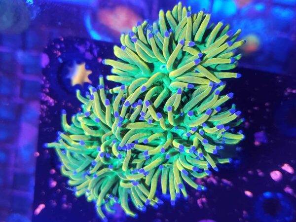 TRUE Indo Holy Grail Torch Coral - per head - Image 2