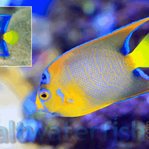 Queen Angelfish