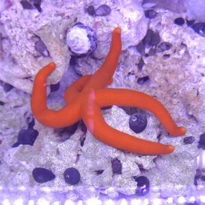 Orange Linckia  (Linkia) Sea Star