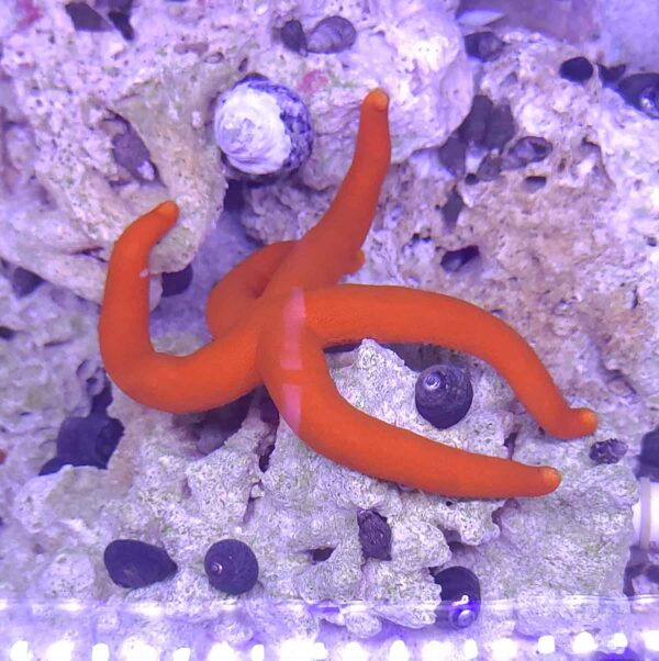 Orange Linckia  (Linkia) Sea Star - Image 1