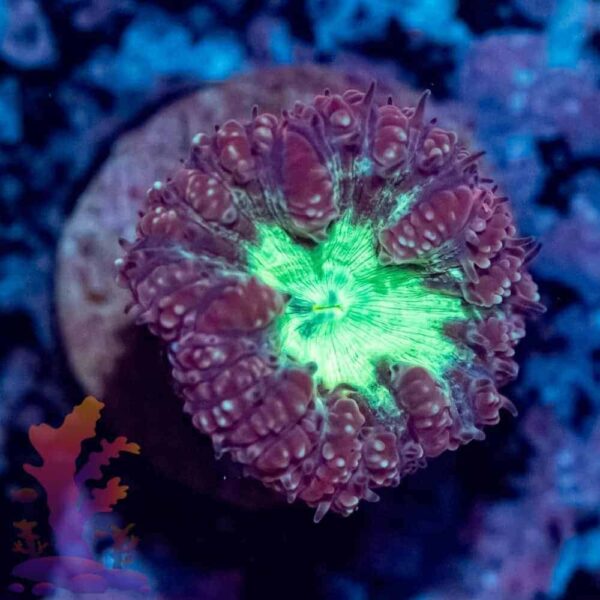 Purple and Green Blasto Wellsi - Image 1