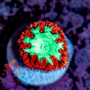 Red and Green Blasto Wellsi