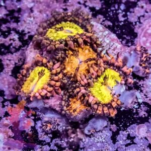 Pandoras Zoas