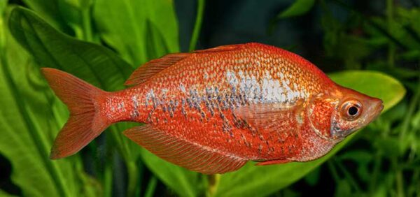 Red Irian Rainbowfish - Image 1