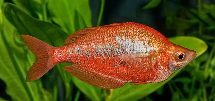 223_glossolepis_incisus.jpg Red Irian Rainbowfish - Image 1