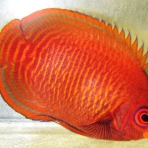 Golden Angelfish