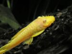 Yellow Plecostomus