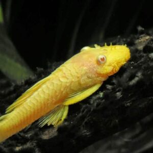 Yellow Plecostomus