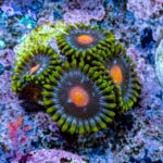 Blow Pop Zoanthids - Image 7