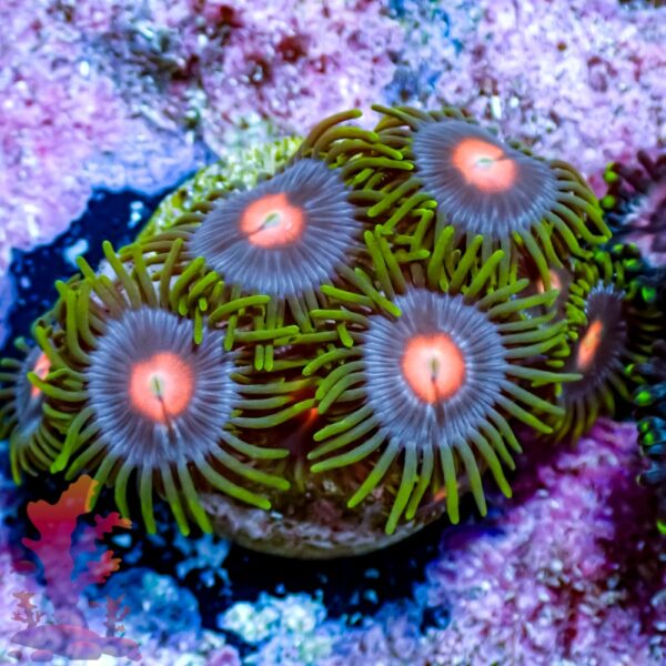 Blow Pop Zoanthids - Image 2