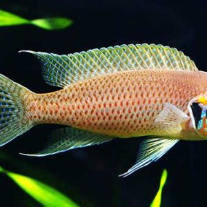 Lyretail Cichlid (Neolamprologus Brichardi)