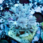 Pulsing Xenia - Image 6