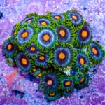 Blow Pop Zoanthids