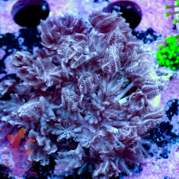 Pulsing Xenia - Image 5