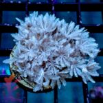 Pulsing Xenia - Image 4