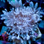 Pulsing Xenia - Image 3
