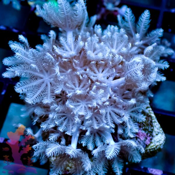 Pulsing Xenia - Image 3