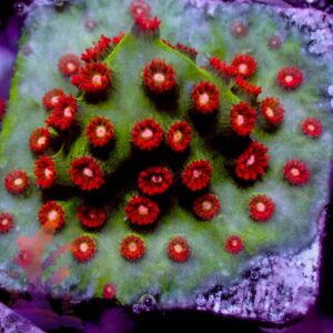 Jingle Bells Cyphastrea