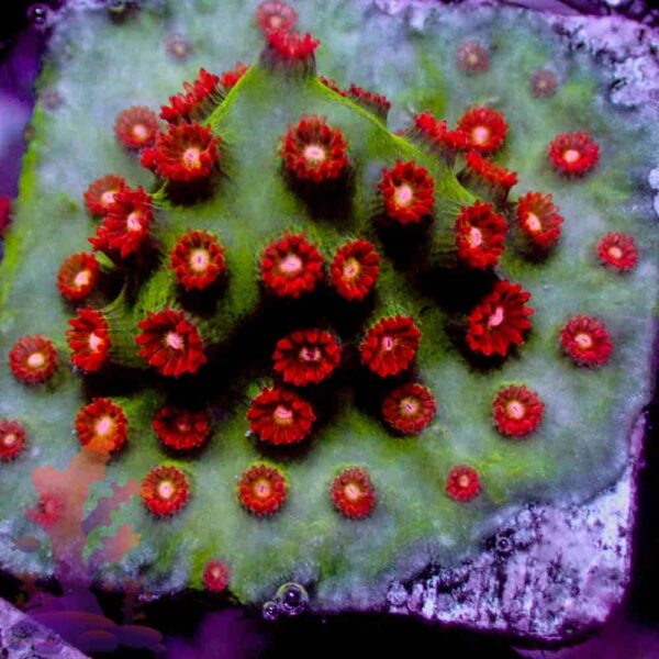 Jingle Bells Cyphastrea - Image 1