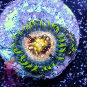 Nirvanas Zoanthids