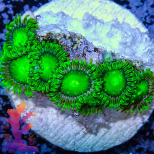 Radioactive Dragon Eyes Zoanthids - Image 1