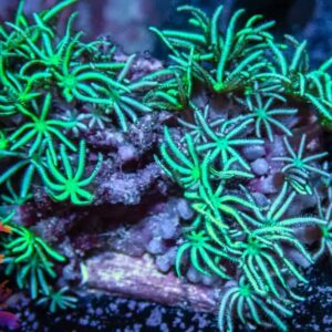 Mint Green Star Polyps